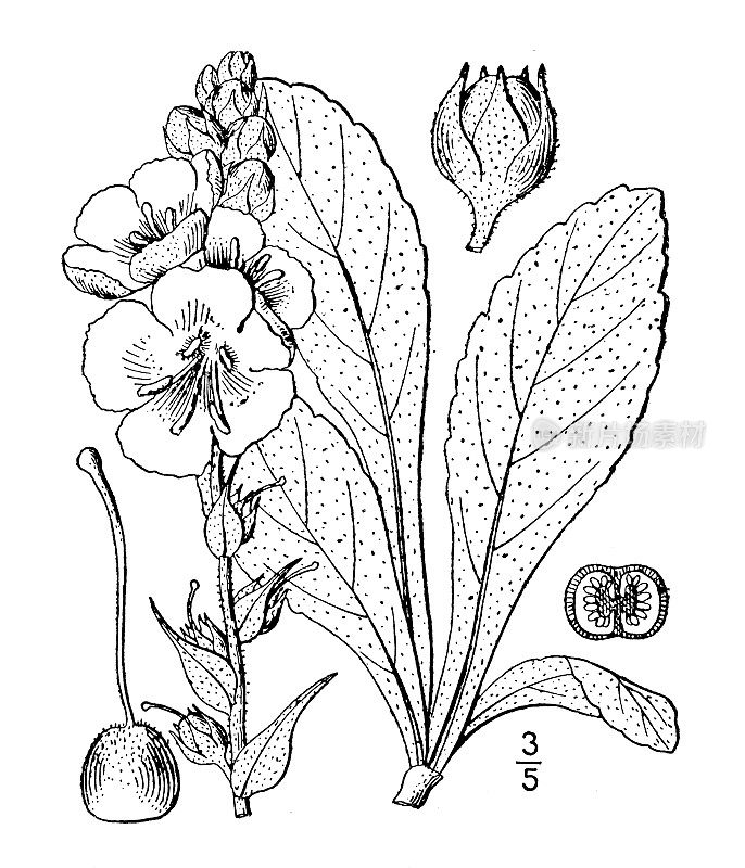 古植物学植物插图:毛蕊草，抱叶马伦