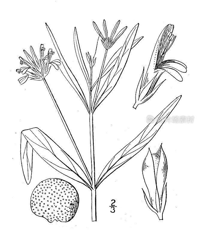 古董植物学植物插图:美国黛安娜，密花水柳