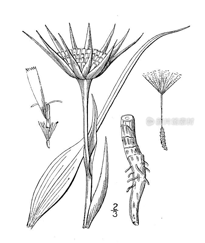 古植物学植物插图:黄角羚、Salsify、牡蛎植物