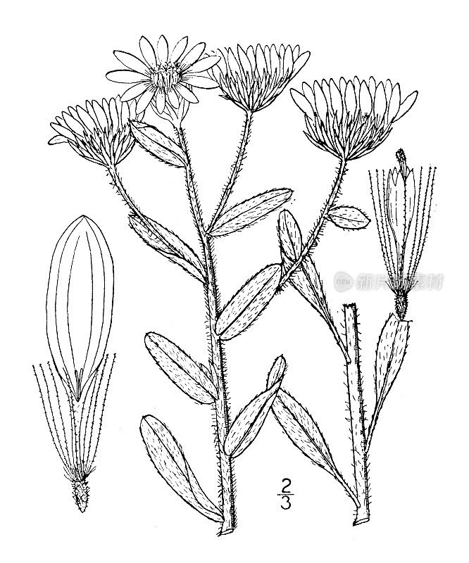 古植物学植物插图:金毛菊、毛紫菀