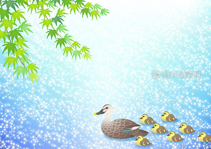 一群斑嘴鸭在波光粼粼的水面上游泳