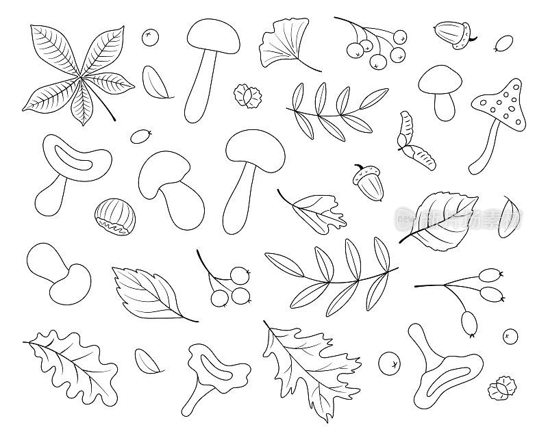 秋季布景，线条艺术，手绘，黑色。植物叶子，橡子，浆果，蘑菇，栗子。季节性的旗帜。9月秋季。10月的聚会。11月销售。矢量插图。