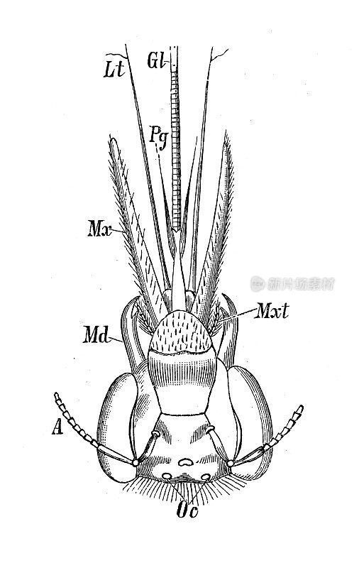 古董生物动物学图像:花椒