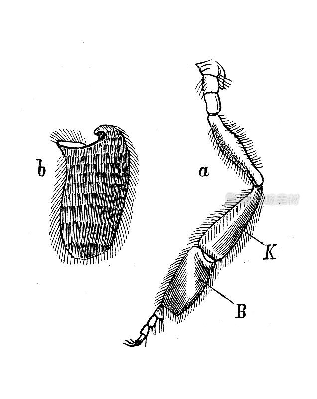 古代生物动物学图像:蜜蜂