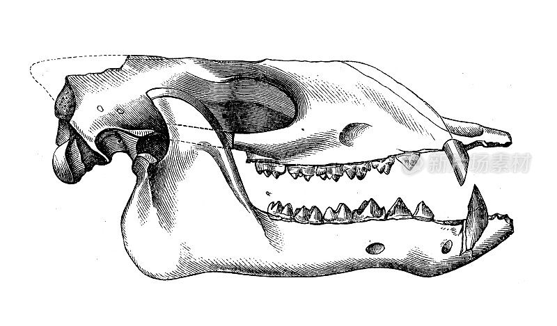 仿古生物动物学图像:波奈多斯头盖骨