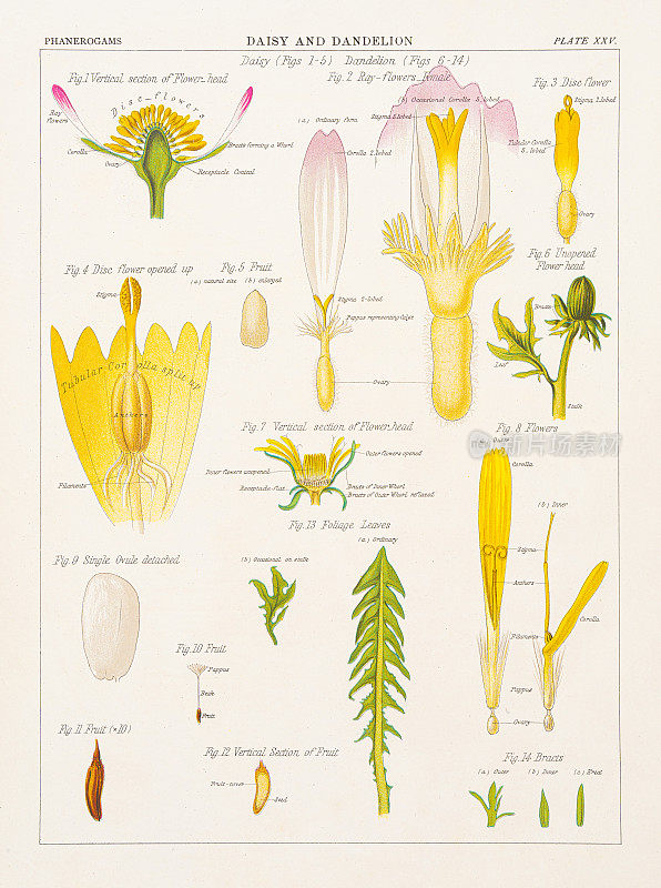 雏菊和蒲公英彩色印刷1883年