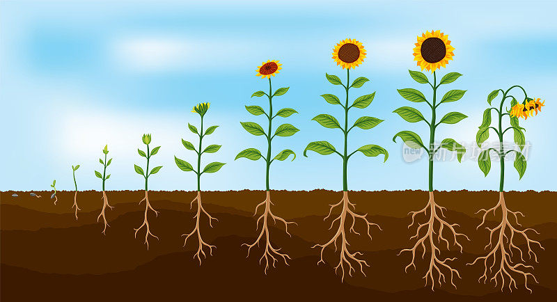 向日葵生长阶段。农业植物从种子到开花和有根系的结果植物的发展。收获动画进程