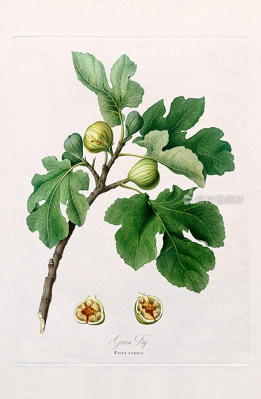 古董插图，无花果，快乐的无花果，无花果，植物插图，大约1817年