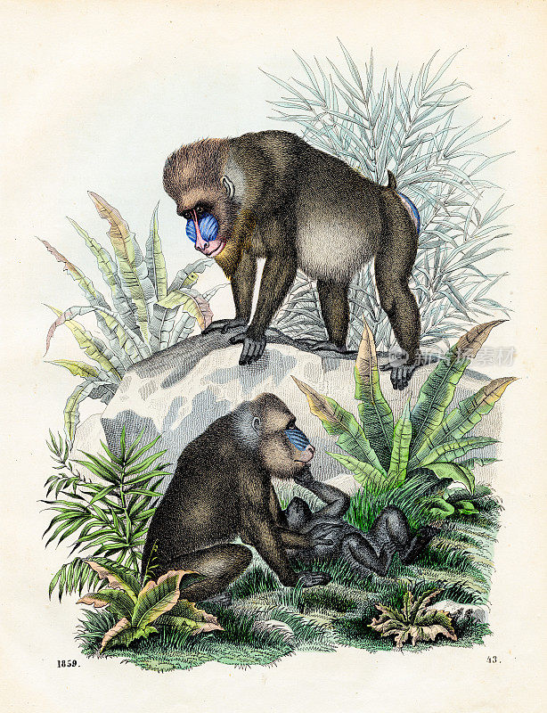 大山魈:肋鼻狒狒-来自1859年“世界之书”的非常罕见的盘子