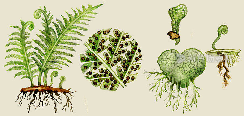 蕨类植物生理周期