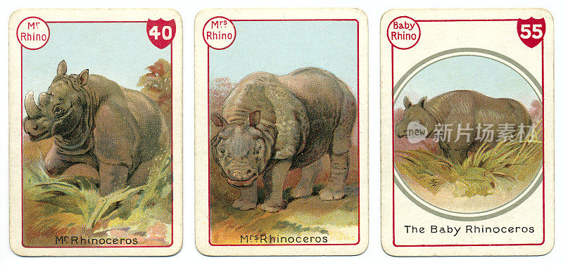 三只犀牛打牌，维多利亚动物家庭游戏