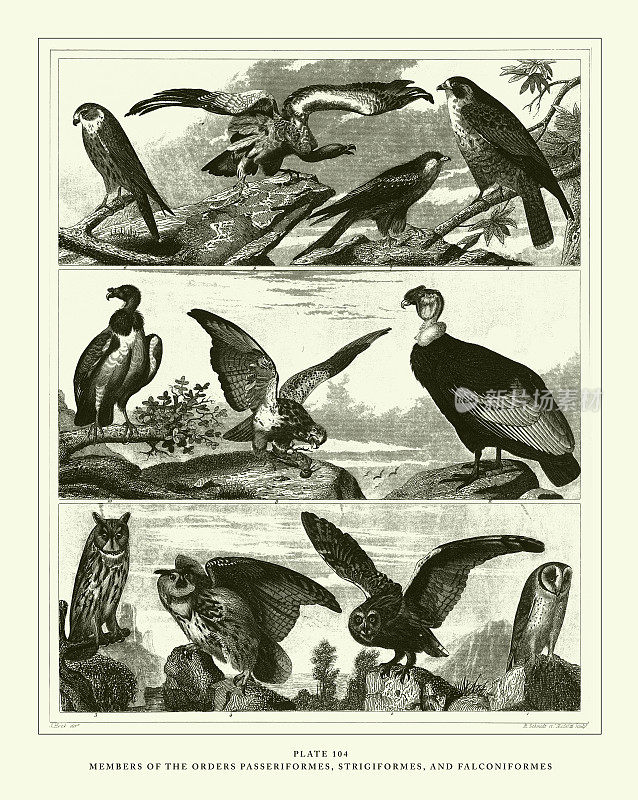 雕刻古董,雀形目,角形目和隼形目成员雕刻古董插图,1851年出版
