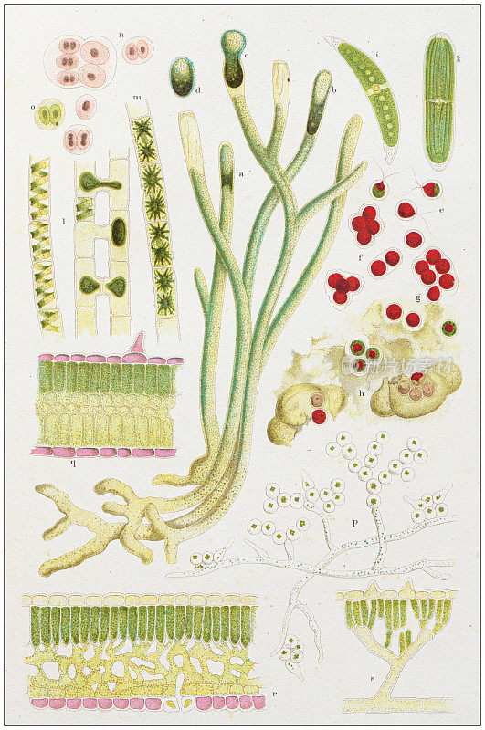 古植物学插图:游动孢子和锯齿孢子