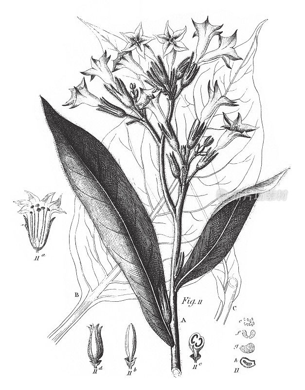 烟草，刺叶属植物，橄榄，马鞭草，薄荷，无花果和龙葵家族雕刻古董插图，1851年出版