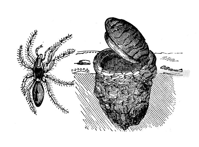 古董动物插图:钱袋蜘蛛(异型异型)