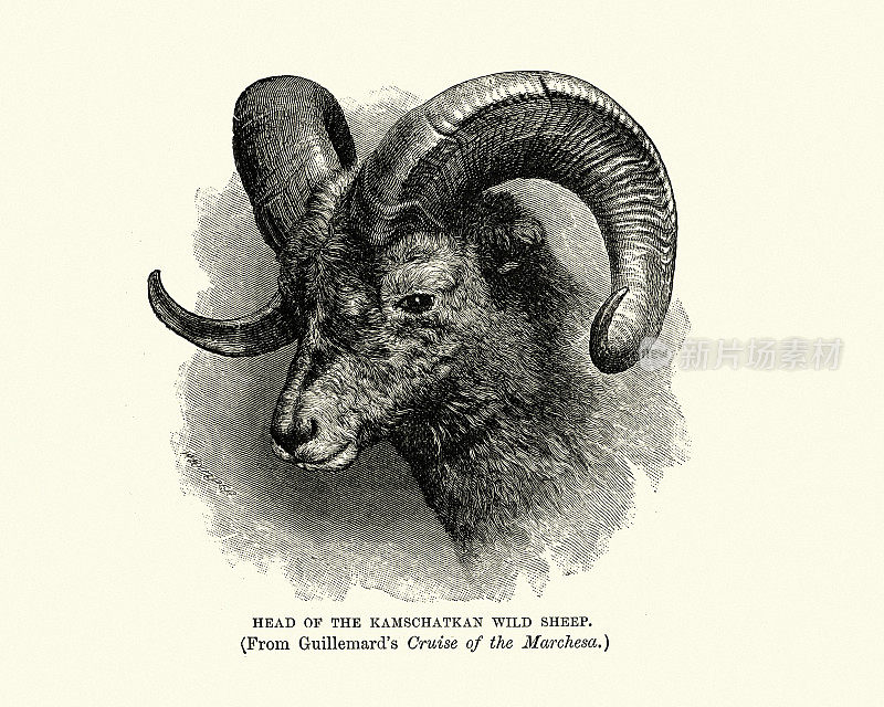 堪察加半岛野生绵羊的首领，西伯利亚大角羊