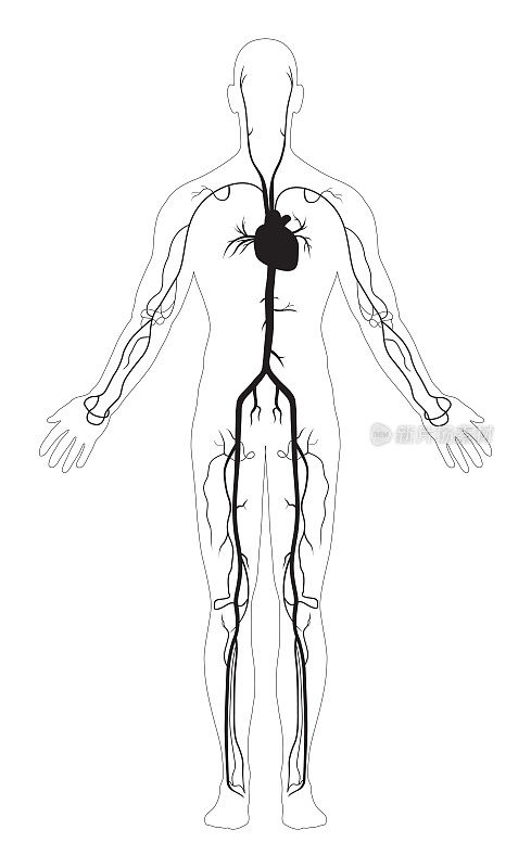 人体动脉的黑白两色