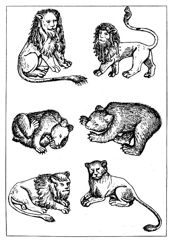 以狮子和熊为标志打牌