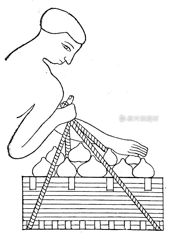 古埃及文化:收集无花果