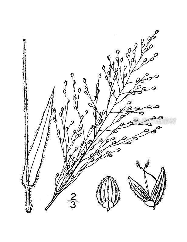 古植物学植物图例:粘性圆锥花序，天鹅绒般的圆锥花序