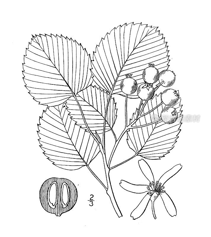 古植物学植物插图:圆叶美兰芝，六月圆叶浆果