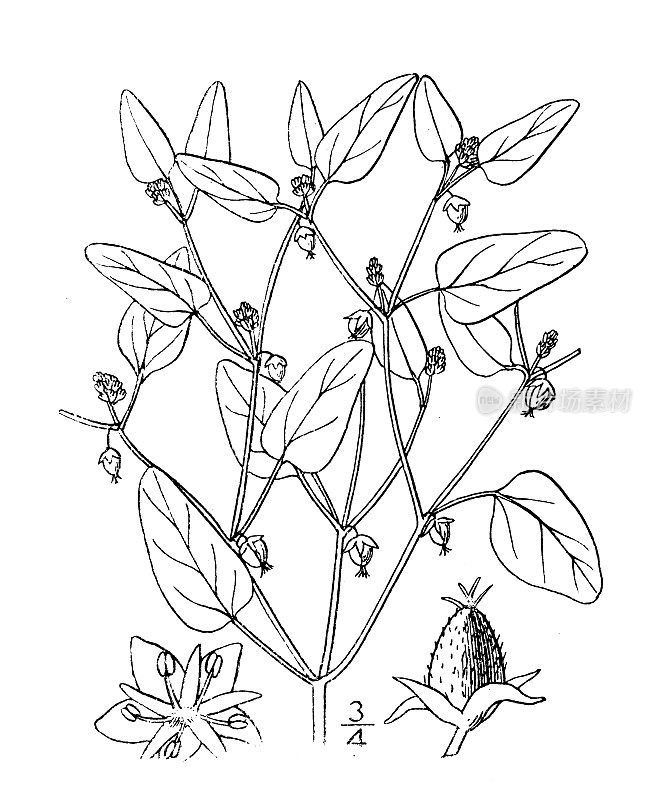 古植物学植物插图:巴豆，单果巴豆