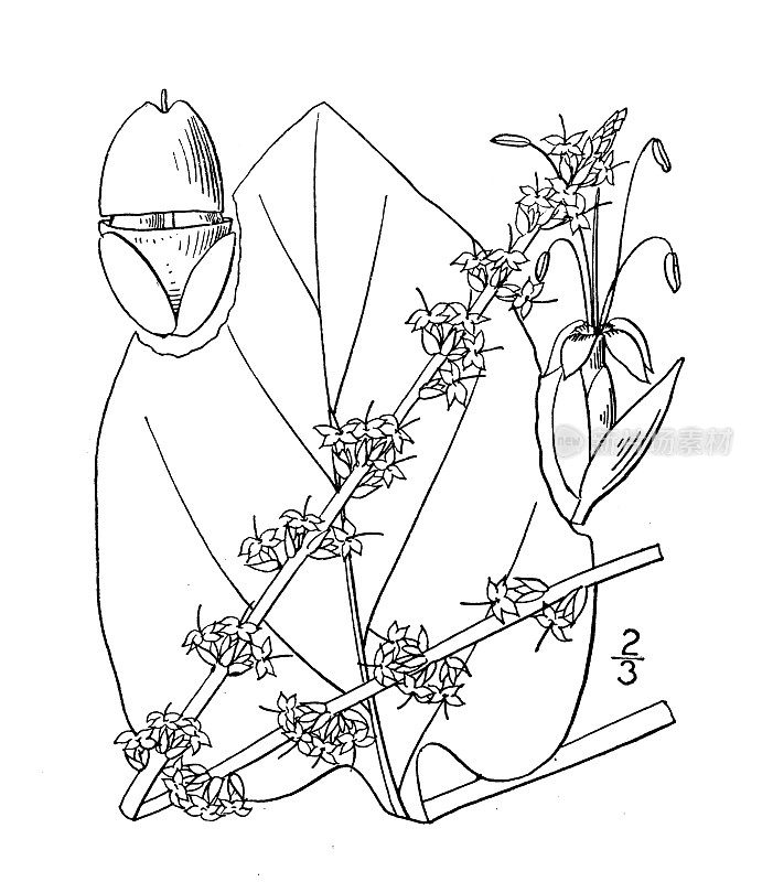 古植物学植物插图:车前草，心叶车前草