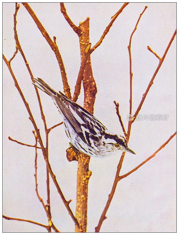 古董鸟类学彩色图像:黑白匍匐莺