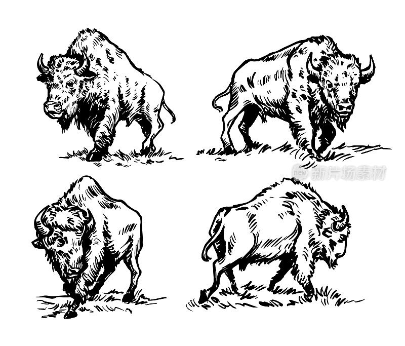 美国野牛手绘插图