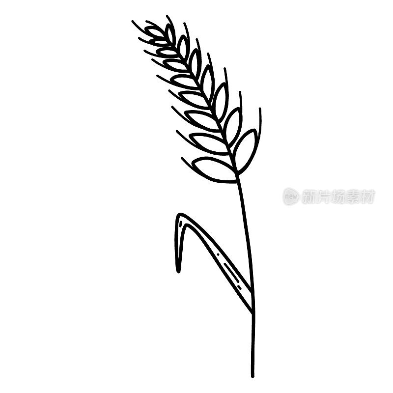 小麦穗小穗，有涂鸦风格的谷物。矢量线插图谷物的谷物茎，黑麦穗，有机素食的backery，面粉生产或包装设计