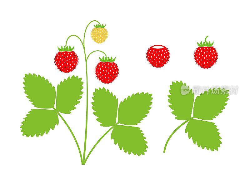 野草莓标志。白色背景的孤立草莓