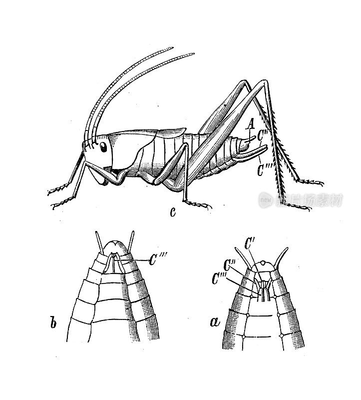 古董生物动物学图像:蝗虫幼虫
