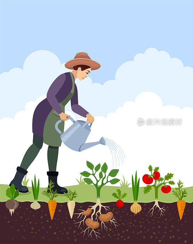 女农夫在花园里给蔬菜浇水。有机农场。