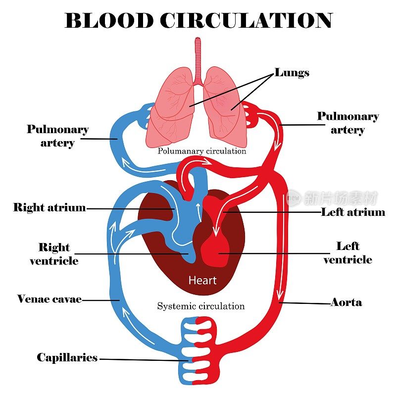 血液循环系统。人体血液循环解剖与图表，心肺。