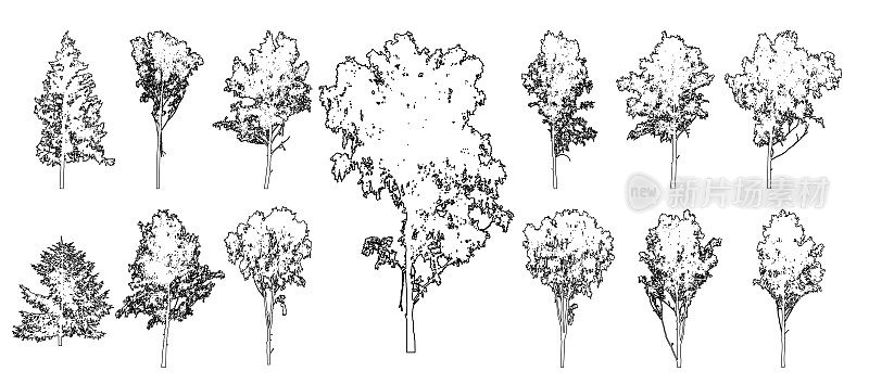 集森林树木为建筑和景观设计、线条绘制、轮廓。桦树和冷杉树。矢量插图。
