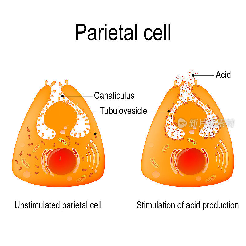未受刺激的壁细胞和酸的产生的刺激。