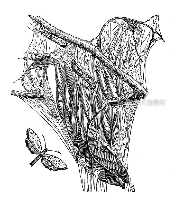 古玩动物插图:爪牙龙、梭形貂皮