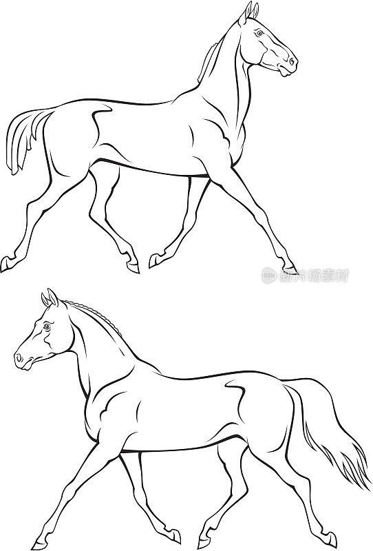 在白色背景上画了两匹不同的马