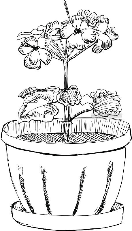 天竺葵花在花盆手绘草图矢量插图