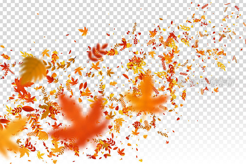 矢量现实孤立的红色，黄色和橙色枫树和橡树落叶五彩纸屑装饰和覆盖在透明的背景。快乐秋天的概念。