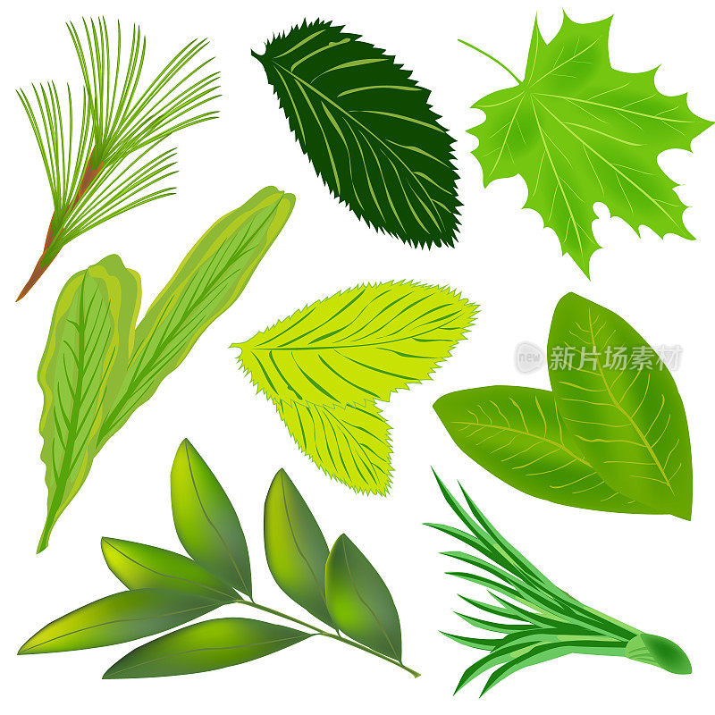 一组绿叶孤立在白色的背景。绿色热带叶。不同植物的叶子。向量。