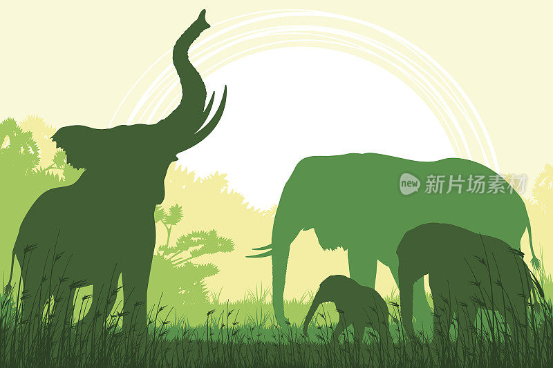 非洲野生动物园背景与喇叭象，象妈妈和她的小象