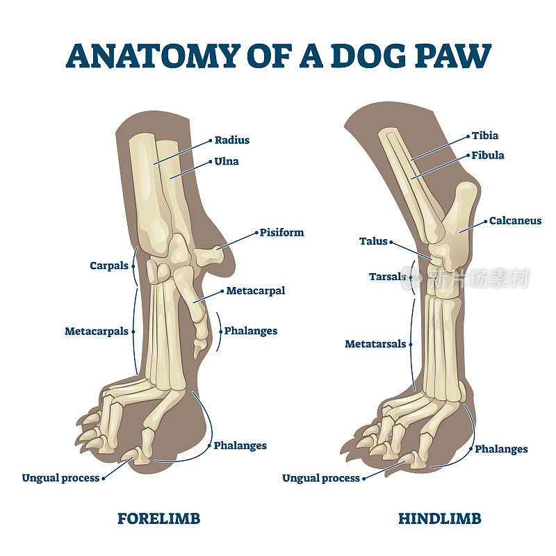 解剖狗的前肢和后肢骨头矢量插图