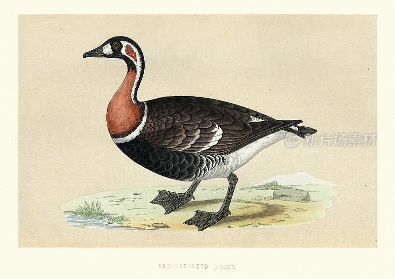 红胸鹅，野生鸟类艺术版画