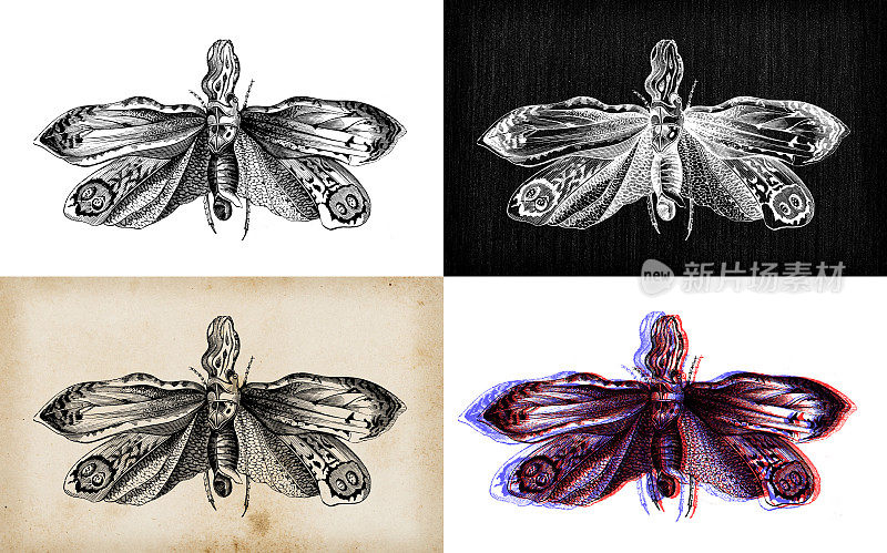 古色古香的动物插图:土拨鼠、灯笼蝇、花生虫