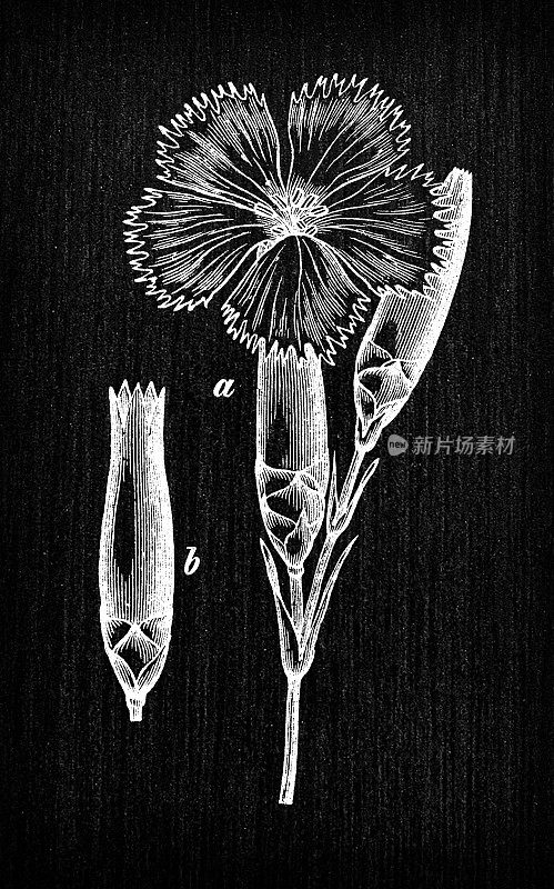 植物学植物古董雕刻插图:紫罗兰