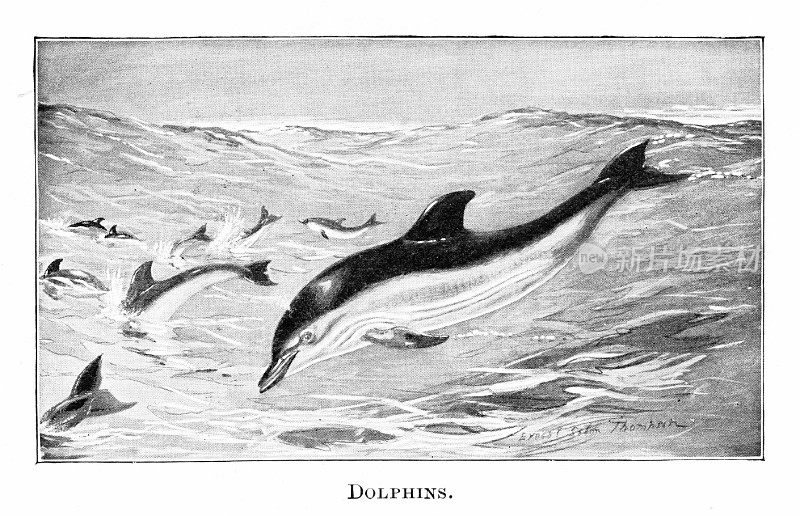 海豚，属于鼠海豚家族