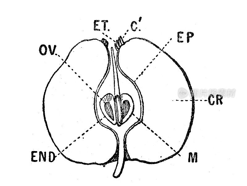 古董插图:苹果垂直剖面