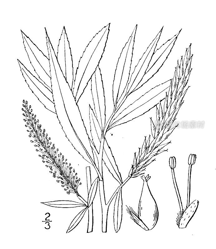 古植物学植物插图:白柳、白柳、亨廷顿柳