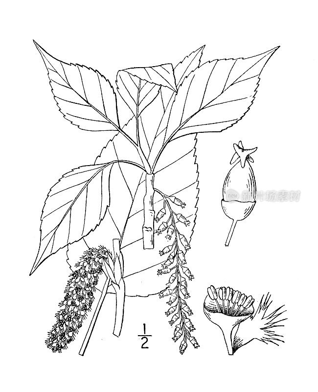 古植物学植物插图:杨树、黑杨木